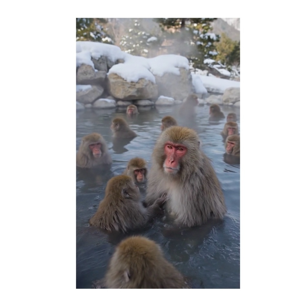 HANDCRAFTED digital art print Winter Monkeys Art Print Japanese macaques
